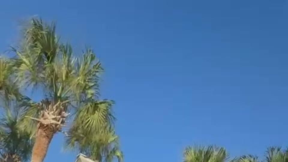 Palm trees against a clear blue sky on the Florida coast